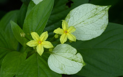 Pseudomussaenda flava