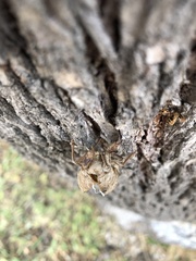 Cicada orni