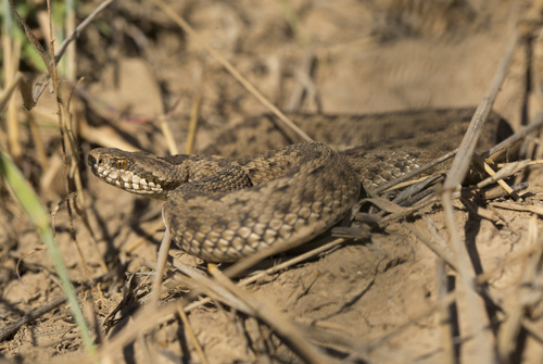 Steppe Viper, Панфиловский район, Киргизия, photo 9 of 10