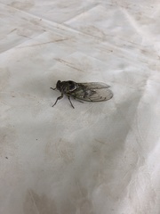 Cicada orni