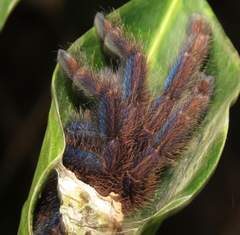 Ybyrapora diversipes