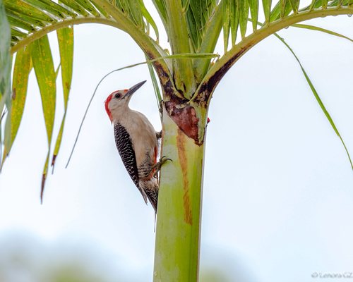 Golden-fronted Woodpecker