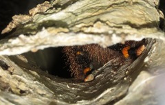 Avicularia rufa