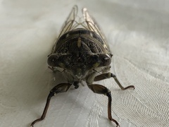 Cicada orni