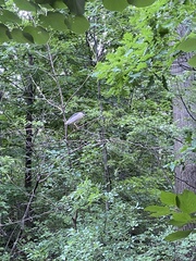 Nycticorax nycticorax
