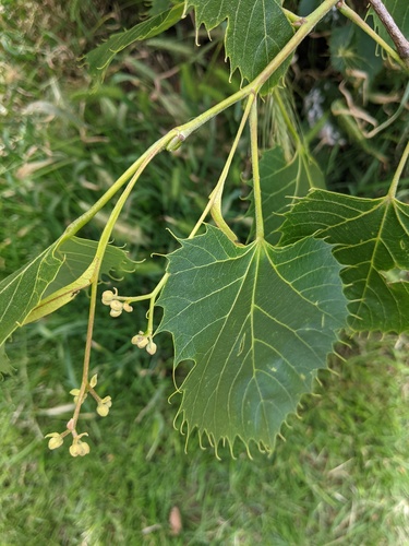 Henry's Lime (Tilia henryana)