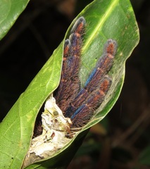 Ybyrapora diversipes