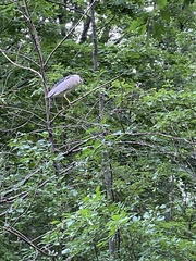Nycticorax nycticorax