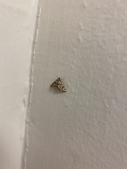 Petrophila canadensis