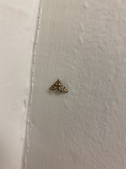 Petrophila canadensis