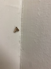 Petrophila canadensis