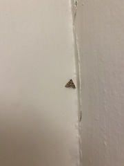 Petrophila canadensis