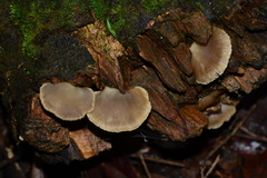Conchomyces bursiformis