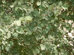 Bauhinia racemosa