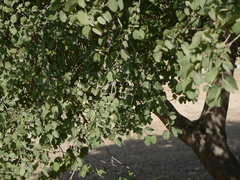 Bauhinia racemosa