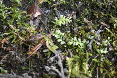 Plagiomnium rostratum