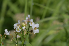 Armoracia sisymbrioides