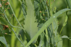 Armoracia sisymbrioides