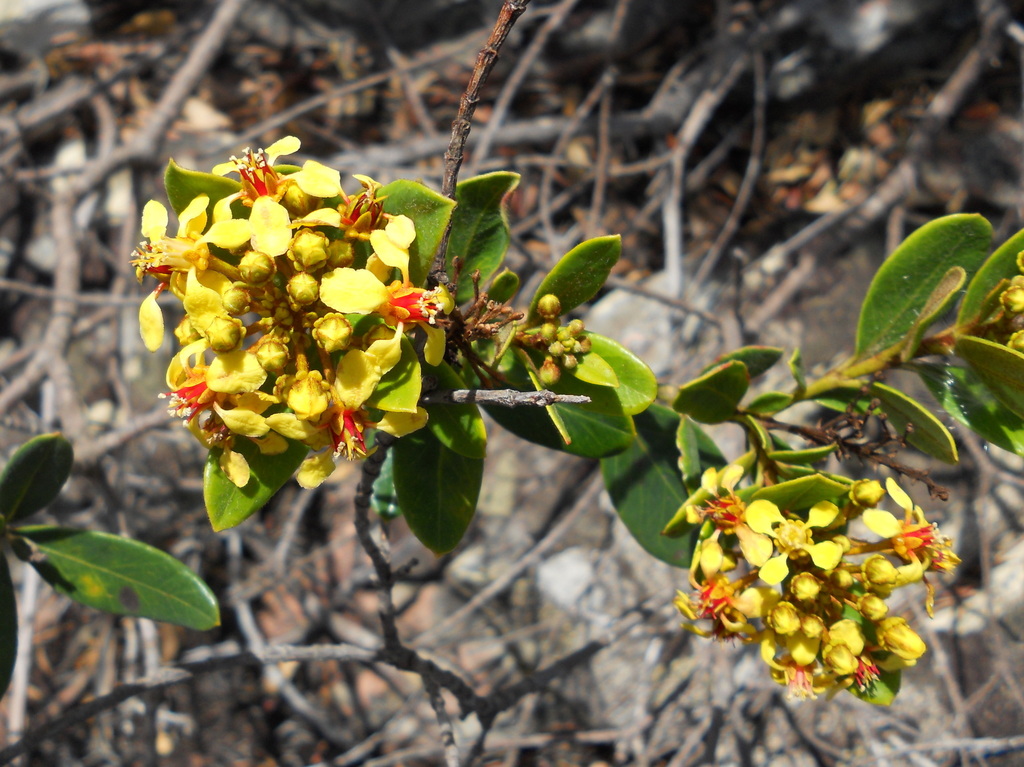 Verrucularina