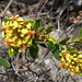 Verrucularina glaucophylla - Photo (c) Lucas C. Marinho, algunos derechos reservados (CC BY-NC), subido por Lucas C. Marinho