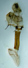 Xestia collina