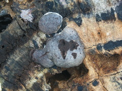 Calvatia lilacina