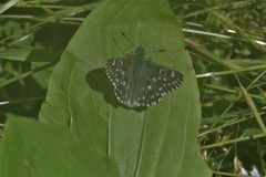 Muschampia tessellum