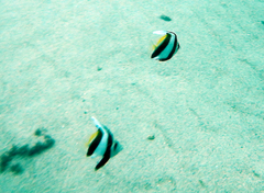 Heniochus diphreutes