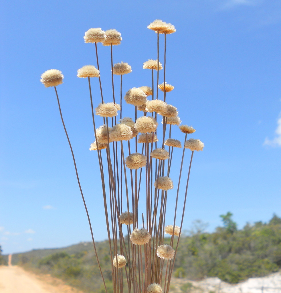 Comanthera curralensis