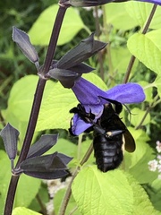 Bombus pensylvanicus