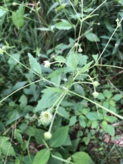 Geum laciniatum