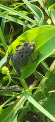 Anaxyrus americanus