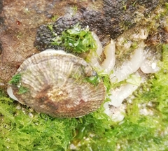 Siphonaria pectinata
