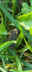 Anaxyrus americanus