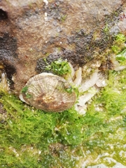 Siphonaria pectinata