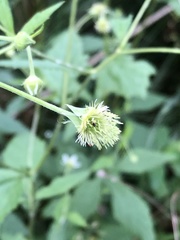 Geum laciniatum