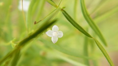 Oldenlandia herbacea