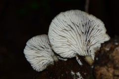 Conchomyces bursiformis