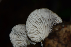 Conchomyces bursiformis