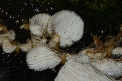 Conchomyces bursiformis