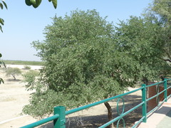 Bauhinia racemosa