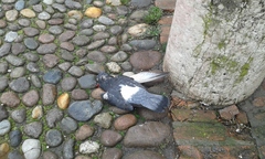 Columba livia domestica