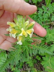 Pedicularis condensata