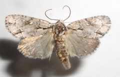 Acronicta connecta