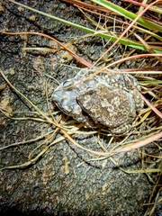 Duttaphrynus hololius