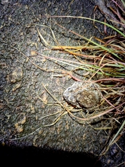 Duttaphrynus hololius