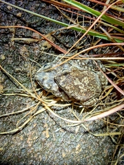 Duttaphrynus hololius