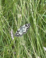 Melanargia galathea
