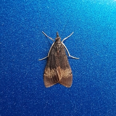 Uresiphita ornithopteralis