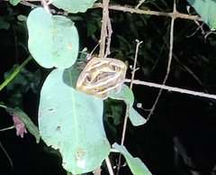 Spirama retorta